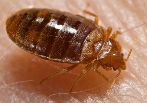bed_bug_cimex_lectularius