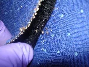 bed_bugs_on_seats