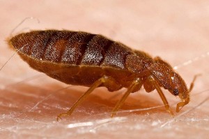 adult_bed_bug_cimex_lectularius