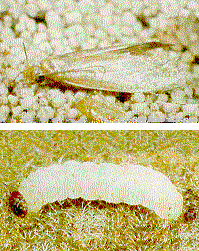 pest_larvae