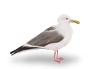 seagull