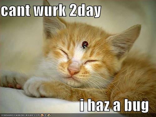 cant wurk 2day, i haz a bug - icanhascheezburger.com