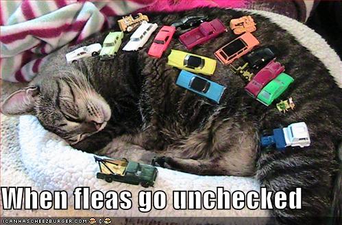 When fleas go unchecked - icanhazcheezburger.com