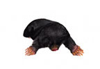 mole