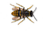 common_wasp