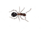 ant