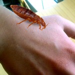 hand-bug