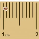 ruler-bug