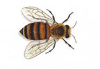 honey_bee