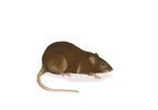 15_brown_rat