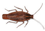 42_german_cockroach_thumb