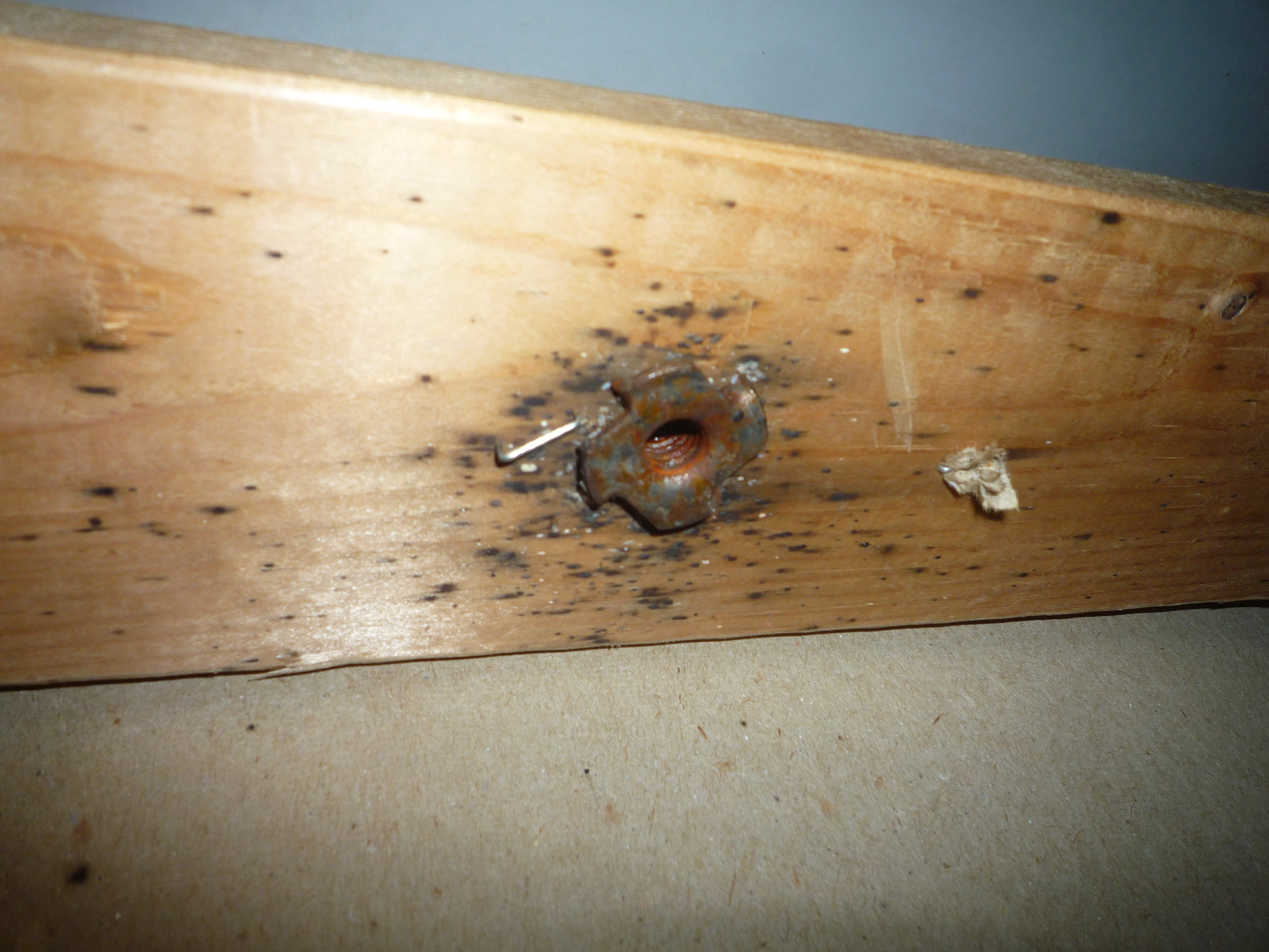 Pest infestations in a home can be incredibly distressing for everyone ...