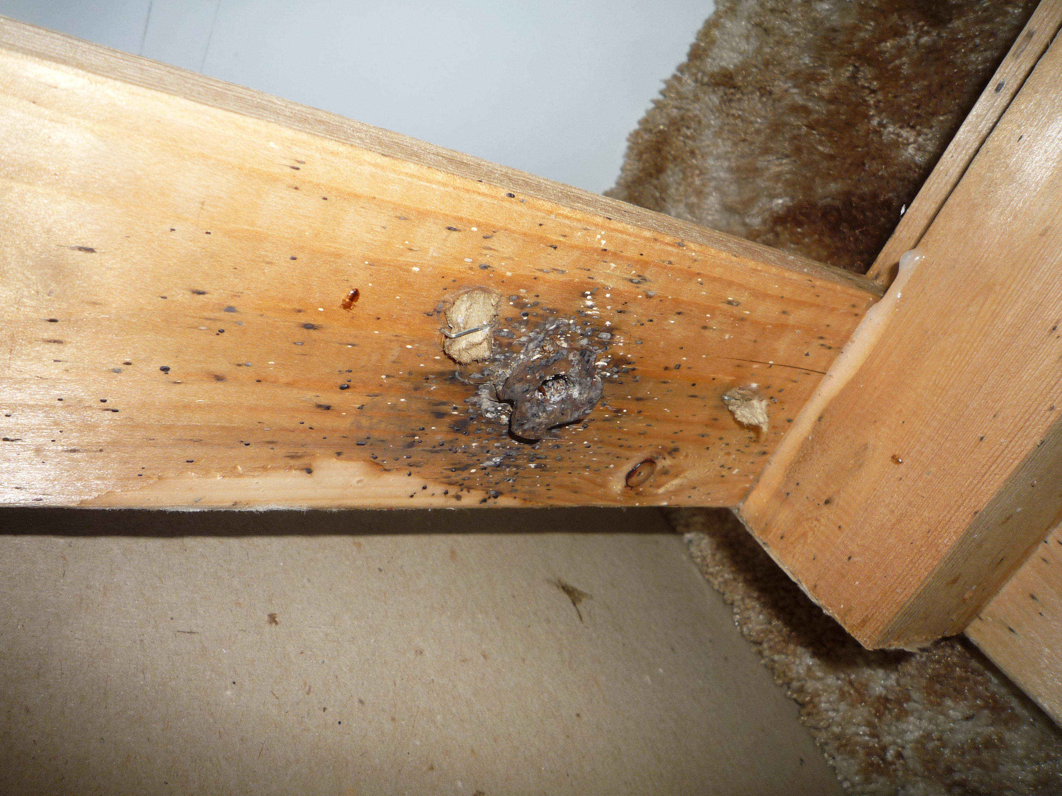 Gallery Images of Bed Bug Causes