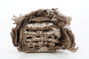 Inside of a wasp nes