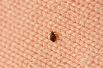 Bed bug crawling on knitwear