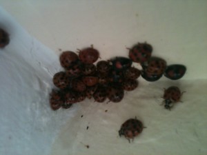 Harlequin infestation