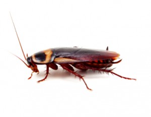 American Cockroach