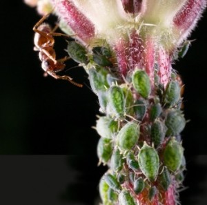 Ants farming aphids
