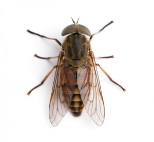 Horse Fly