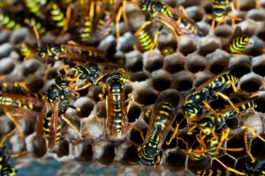 Wasps on a nest