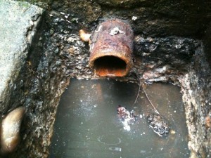 Drain full of slugs and eggs
