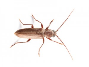 Longhorn Beetle