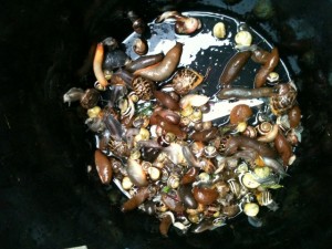 Slug and snail invasion - One night's catch