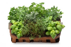 Pest control with herbs
