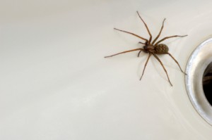 Spider in the bath