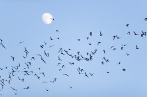Mexican Free-Tailed bats in Austin, Texas