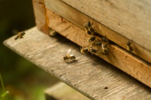 You can spend hours watching bee activity