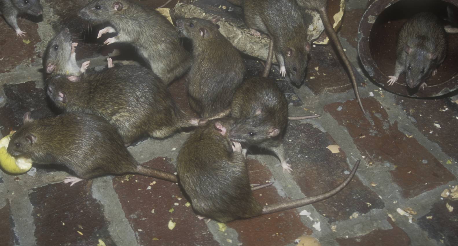 Group Of Rats 24