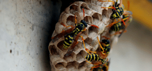 wasp pest control