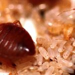 bedbugs-nymphs-and-eggs-closeup-image