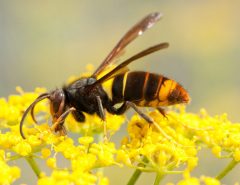 Asian hornet (Vespa velutina) on yellow flower