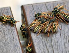 group-of-wasps-vespula-vulgaris-clustered-on-wood-decking