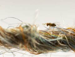 Entosite-biological-moth-control-Trichogramma-parasitic-wasp-on-fabric-fibre-macro