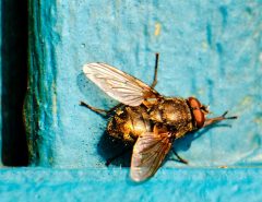 Cluster fly Pollenia in morning sunshine resting on shutter