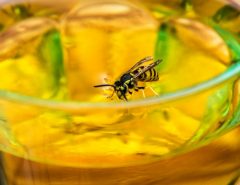 adult wasp drinking from a customers glass in a beer garden