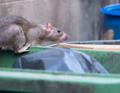 adult-rat-sat-on-edge-of-green-wheelie-bin-full-of-rubbish-and-potential-food