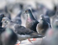 flock of feral pigeons on pavement