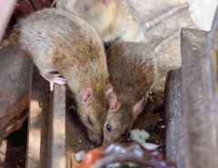 rats-squabbling-over-food-in-open-pipework