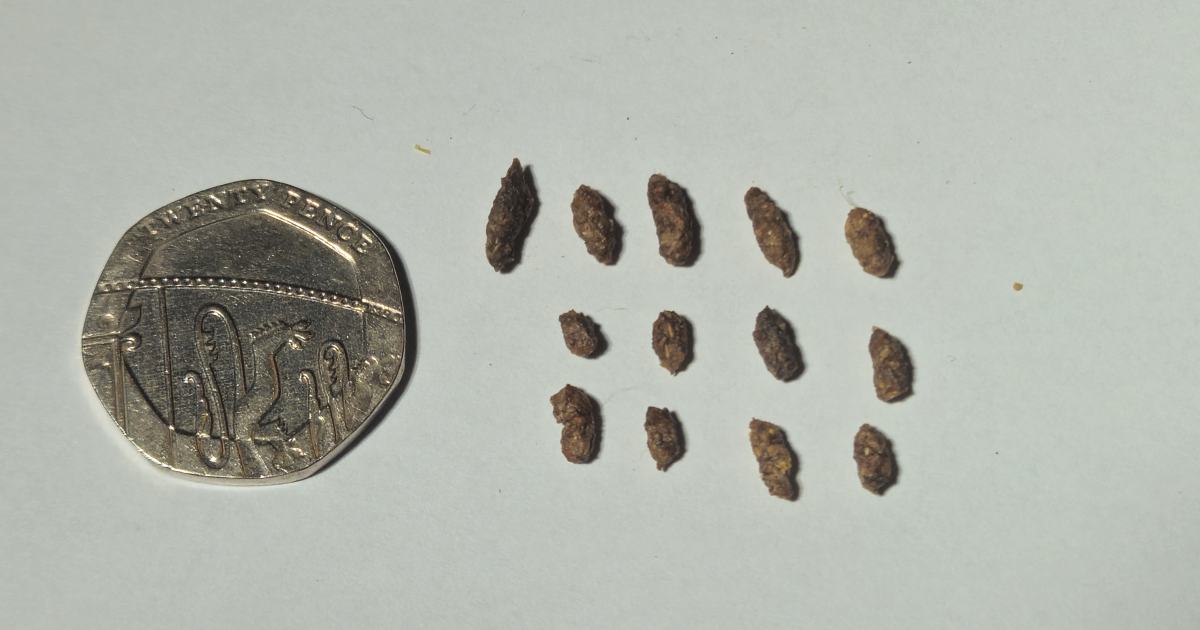 Mouse Droppings Everywhere In House