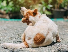Dog scratching fleas