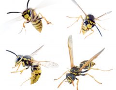deter wasps