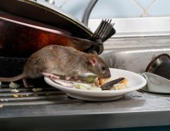 A rat eating food scraps on a dirty plate among unwashed dishes in a kitchen sink.