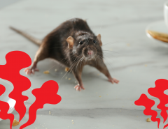 Smells that deter Mice