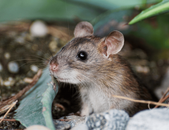 Mouse