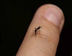 close-up-mosquito-on-finger-biting