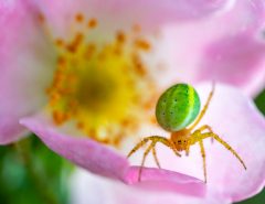 cucumber-green-spider-Araniella-cucurbitina-on-pink-flower